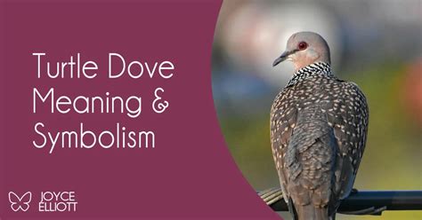 Turtle Dove Symbolism: 3 Powerful Messages Of Peace & Harmony - Joyce ...