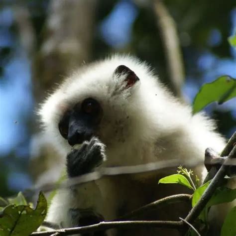 Silky Sifaka - Facts, Diet, Habitat & Pictures on Animalia.bio