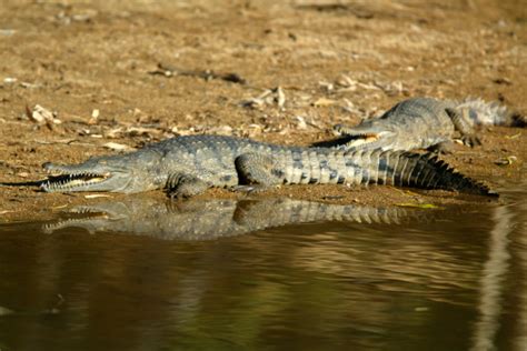 Freshwater Crocodiles At Windjana Gorge In Western Australia Stock ...