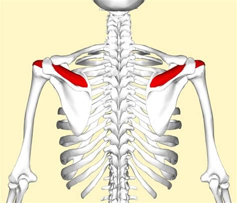 Supraspinatus muscle | Golf Loopy - Play Your Golf Like a Champion