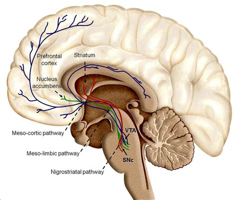 Explainer: what is dopamine – and is it to blame for our addictions?