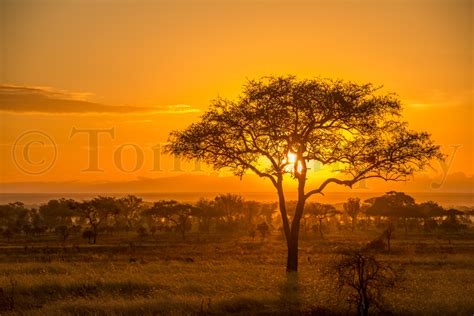 Acacia Tree Sunset – Tom Murphy Photography