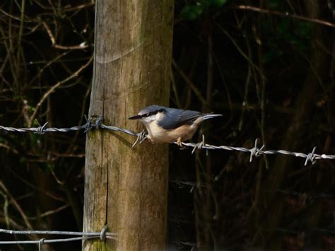 Three firsts for Eigg this Spring | Scottish Wildlife Trust