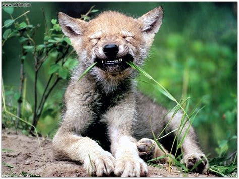 Animals: Wolf cub, picture nr. 4422