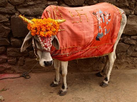 Holy cow, India stock photo. Image of wallpaper, flowers - 20593266