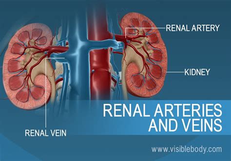 Kidneys | Urinary Anatomy