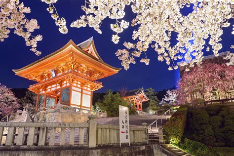 Kyoto Evening Cherry Blossom Itinerary - Inside Kyoto