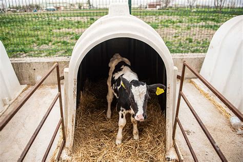 What Is Veal Meat, Where Does It Come From & Why Is It Cruel? - GenV