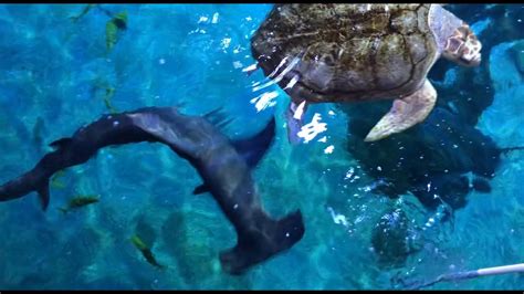 Great Hammerhead Shark Feeding - YouTube