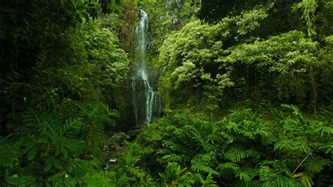 Rain Forest Beauty GIF by Jerology - Find & Share on GIPHY