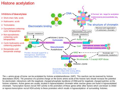 Histone acetylation