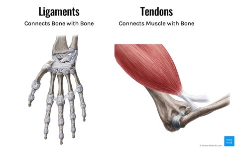 Can Tendons Get Stronger? 3 Ways To Build Strength - Tom Morrison