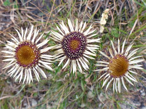 UK Wildflowers - Asteraceae - Carlina Vulgaris, Carline Thistle