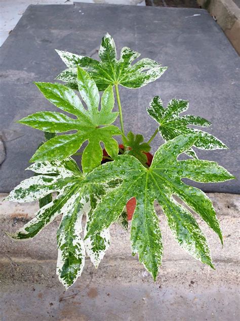 Variegated fatsia japonica, Furniture & Home Living, Gardening, Plants ...