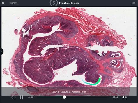 Histology of the Human Organs - Complete Anatomy