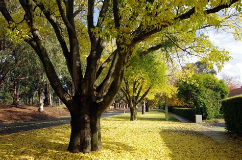 10 Species of Elm Trees