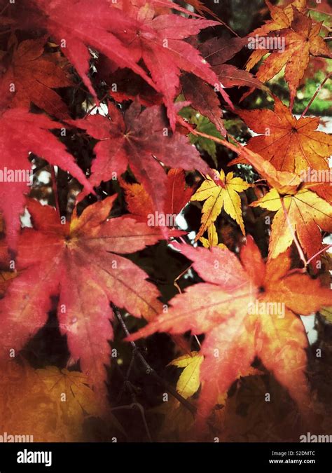 Japanese maple in fiery colors of fall Stock Photo - Alamy