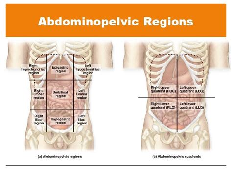 Abdominopelvic Regions And Quadrants Anatomia Anatomia Medica – NBKomputer