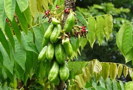 Belimbing Sayur : Manfaat, Efek Samping dan Cara Penggunaan - IDN Medis