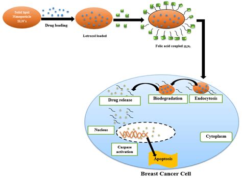 Nanomaterials | Free Full-Text | Nanoparticles in Drug Delivery: From ...