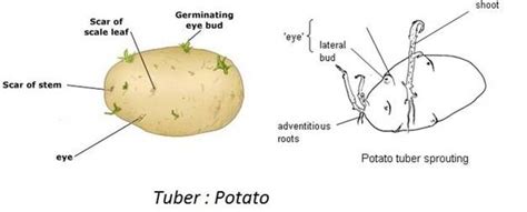 Sexual reproduction in flowering plants - BIOLOGY4ISC