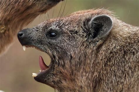 Rock Hyrax - A-Z Animals