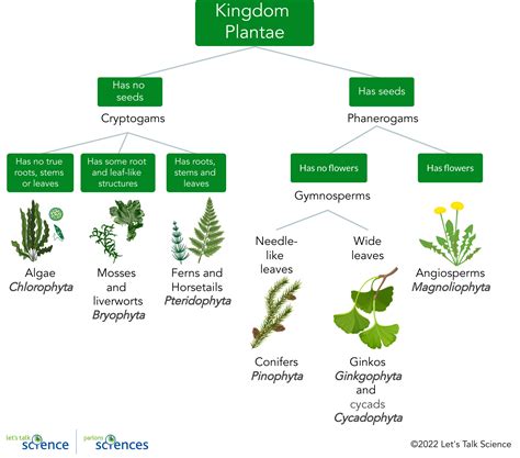 Plants And Fungi Flow Chart Plant Classification Chart Psychology | The ...