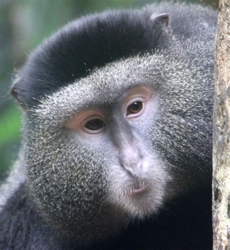 Photos: Adorable and Amazing Guenon Monkey Faces | Live Science