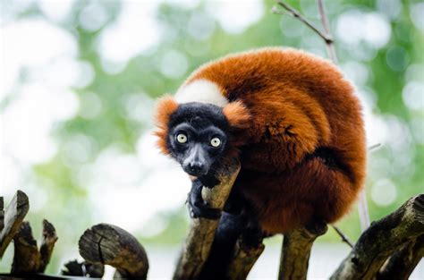 Red Lemurs in Madagascar free image download