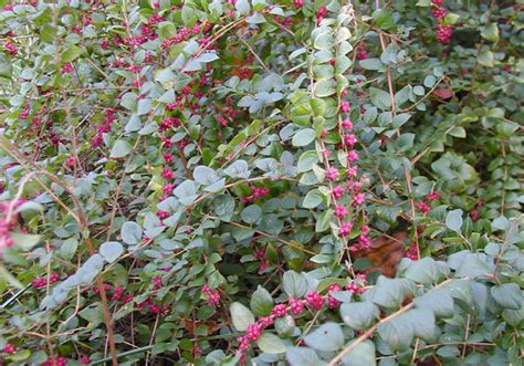 Symphoricarpos orbiculatus - Rachel's Native Plants