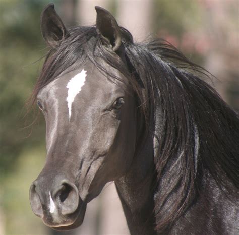 Arabian Horse Breed Information, History, Videos, Pictures