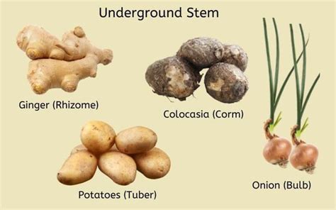 Vitorr - An example of modified underground stem is