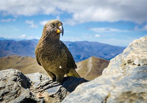 The best places to see New Zealand wildlife, rare birds and marine mammals