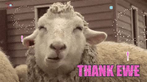 Thank Ewe GIFs - Find & Share on GIPHY