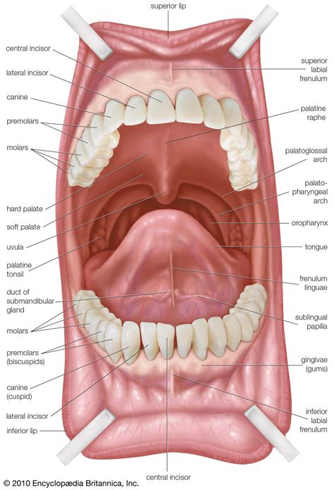 Frenulum linguae | anatomy | Britannica