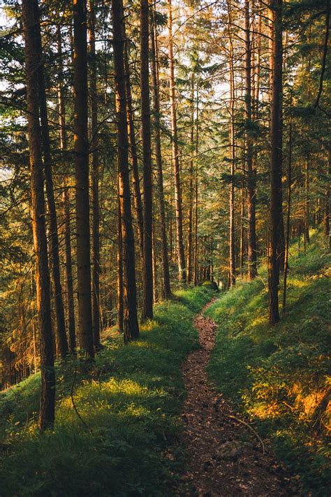 Golden Hour in the Austrian Forest