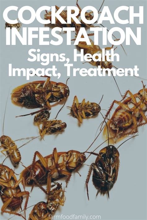 Cockroach Infestation- Signs, Health Impact, Treatment, and More…