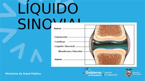 LIQUIDO SINOVIAL .- El líquido sinovial, también conocido como líquido ...