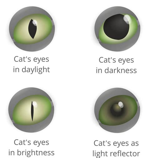 Cat's eyes - how cats see the world | Cat’s Best