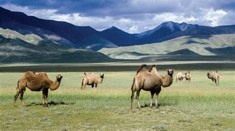 China's highways threaten wild camels | Science