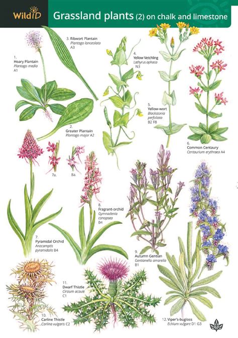 Plant Identification Sheet | ubicaciondepersonas.cdmx.gob.mx