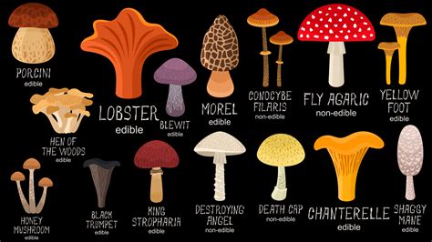 Mushroom Identification Chart