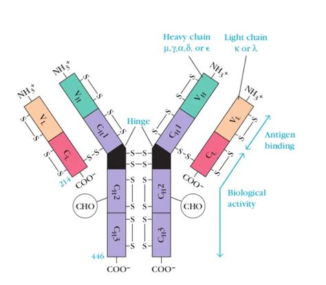 Immunoglobulin Structure and Classes - Learn Microbiology Online