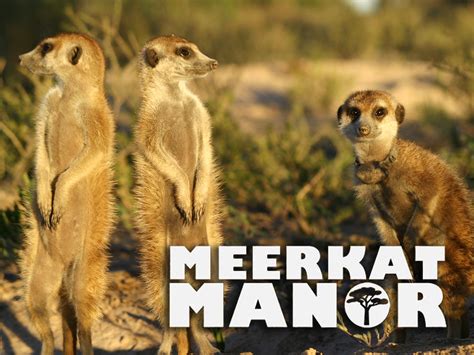 Prime Video: Meerkat Manor