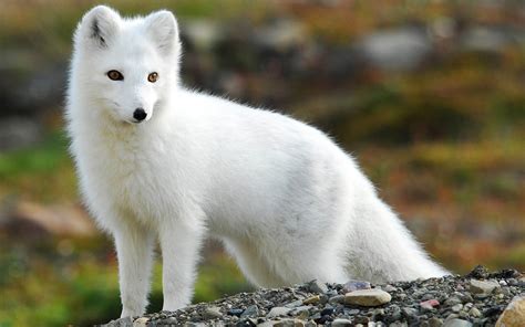 wallpapers: Arctic Fox Wallpapers