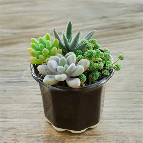 Succulent Types - Sublime Succulents