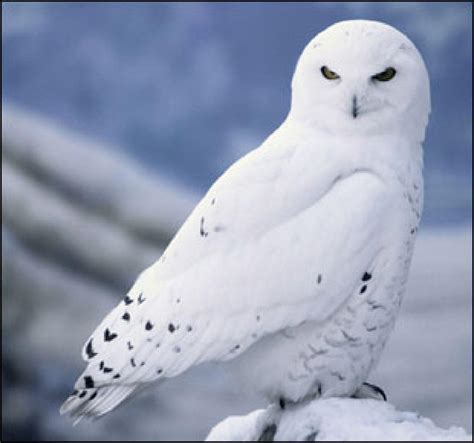 Snowy Owl Wallpapers - Top Free Snowy Owl Backgrounds - WallpaperAccess