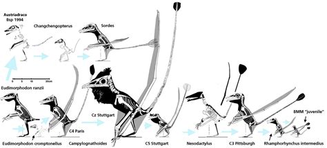 Basal Members of the Eudimorphodontia