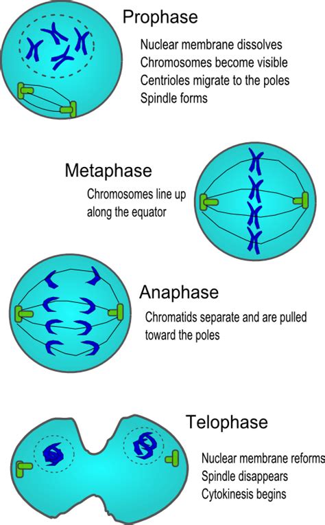 Cell Division