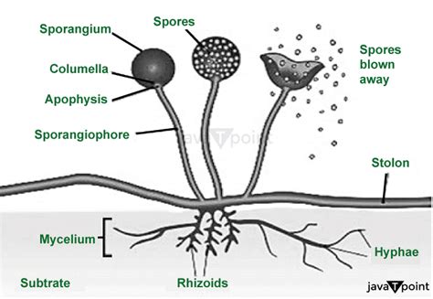 Reproduction in Mucor